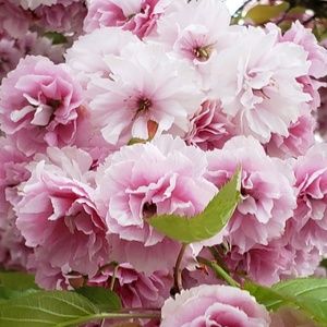 Meet your Posher, Rosaura